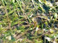 Seaweed on the rock. Exotic summer beach with seaweed Royalty Free Stock Photo