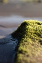 Seaweed on a rock