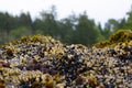 Seaweed on rocks by ocean with mussels
