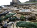 Seaweed rocks Royalty Free Stock Photo