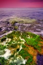 Seaweed on rocks in sea Royalty Free Stock Photo