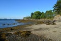 Seaweed and Rocks on the Shore of a Maine Island