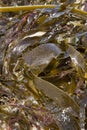 Seaweed on Rostro Beach; Finisterre; Costa de la Muerte; Galicia