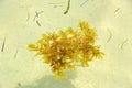 Seaweed in San Pedro, Belize Royalty Free Stock Photo