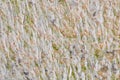 Seaweed and sand on the rock, abstract background Royalty Free Stock Photo