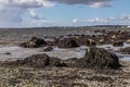 Seaweed, sand and rocks in Ballyloughane Beach Royalty Free Stock Photo