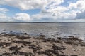 Seaweed, sand and rocks in Ballyloughane Beach Royalty Free Stock Photo