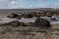 Seaweed, sand and rocks in Ballyloughane Beach Royalty Free Stock Photo