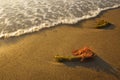 Seaweed in the beach and wave Royalty Free Stock Photo