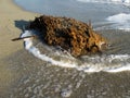 Seaweed on a sandy beach Royalty Free Stock Photo