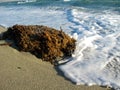 Seaweed on a sandy beach Royalty Free Stock Photo