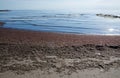 Seaweed on sandy beach Royalty Free Stock Photo