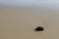 Seaweed on a sandy bottom