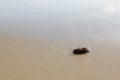 Seaweed on a sandy bottom