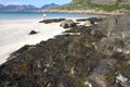 Seaweed on sandy white beach Royalty Free Stock Photo