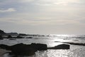 Seaweed and sea grass pebble on beach Royalty Free Stock Photo