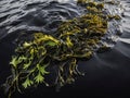 seaweed in the sea