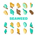 Seaweed Sea Underwater Plant Icons Set Vector