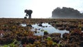 Seaweed and Sea urchins farmers in Southern Coast of Java