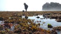 Seaweed and Sea urchins ladak laut farmers in southern of Java