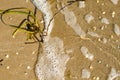 Seaweed, sea water with foam and shells on sand Royalty Free Stock Photo