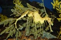 Seaweed Seahorse Royalty Free Stock Photo
