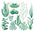 Seaweed set. Sea plants, ocean algae and aquarium kelp Royalty Free Stock Photo