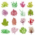 Seaweed set. Sea plants, ocean algae and aquarium kelp. Underwater seaweeds vector isolated collection Royalty Free Stock Photo