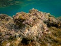 Seaweed on shallow reef