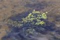 Seaweed shallow water