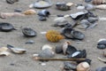 Seaweed and shells on the beach