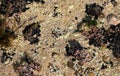 Seaweed shells etc in rockpool on seashore