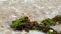 Seaweed on the Shore Royalty Free Stock Photo