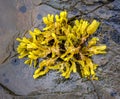 Rockweed on rocks, bar harbor maine