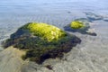 Seaweed stones among sea water Royalty Free Stock Photo