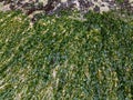 a seaweed stuck to the beach sand Royalty Free Stock Photo