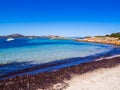 Seaweed in Tavolara Island, Sardinia Royalty Free Stock Photo