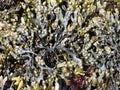 Seaweed texture