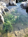 Seaweed in tidepool on sandy beach in California. Royalty Free Stock Photo