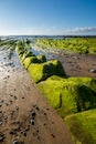 Seaweed to infinite Royalty Free Stock Photo