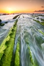 Seaweed to infinite Royalty Free Stock Photo