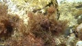 Seaweed under water, close-up