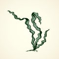 Seaweed. Vector drawing Royalty Free Stock Photo