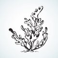 Seaweed. Vector drawing Royalty Free Stock Photo