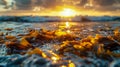 Seaweed washed ashore by wave. Yellow-green algae illuminated by rays of sun, bokeh, splashes of water. Sunset