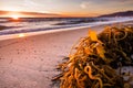 Seaweed washed out on a sandy beach, bathed in the sunset light Royalty Free Stock Photo