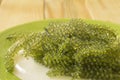 Seaweed water plant green on green plate