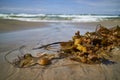 Seaweed in the waterline Royalty Free Stock Photo