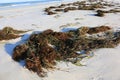 Washed Up Seaweed on White Sand Beach in Florida
