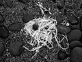 Seaweed, wrack, with pebbles on shingle beach. UK infrared shot.